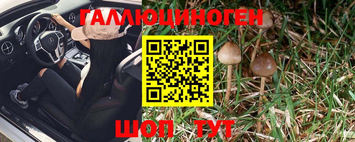 Псилоцибиновые грибы Psilocybine cubensis Краснознаменск